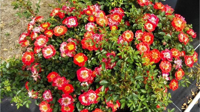 Prix du rosier paysager : Rosa ‘Traliketch’ ; obtention Christophe Travers (Pépinières de la Saulaie). ©SNHF